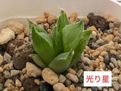 期間限定！カラフル高通気鉢＋ハオルチア子株セットのサムネイル