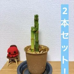 collect様 リクエスト 2点 まとめ商品