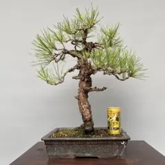 カリモク家具 karimoku 唐木 花梨 漆仕上げ 花台 盆栽台 飾り台 - メルカリ