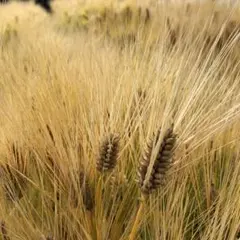 しぃさぁ様 リクエスト 3点 まとめ商品