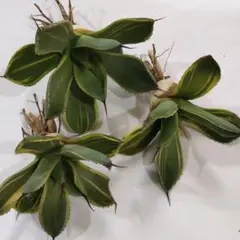 965.多肉植物アガベ パリー トランカータ ライムストリーク　アイス 3株のサムネイル