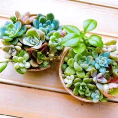 ハチ様 リクエスト 2点 まとめ商品