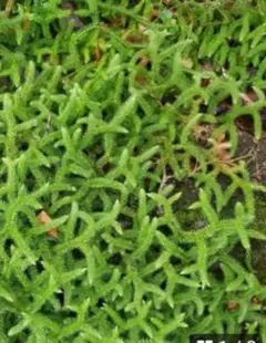 2025年最新】ヒカゲノカズラの人気アイテム - メルカリ