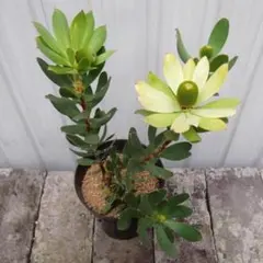 2026年最新】オージープランツの人気アイテム - メルカリ