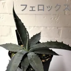 2026年最新】サルミアナの人気アイテム - メルカリ