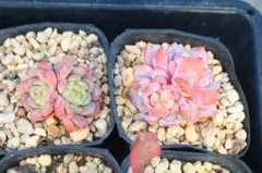 エケベリア2品種セット「甘露&スターオレンジ」