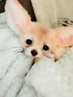 フェネックベビー♡赤ちゃん抱っこサイズ♡アートドール♡ぬいぐるみ♡