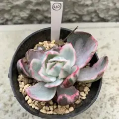 もこもこ様 リクエスト 3点 まとめ商品