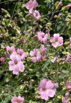 PJ様 リクエスト 2点 まとめ商品