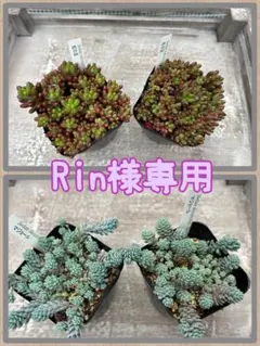 Rin様 リクエスト 2点 まとめ商品