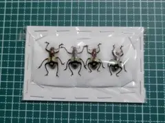 2026年最新】カタゾウムシの人気アイテム - メルカリ