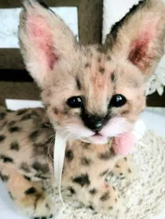 生後２ヶ月♡ベビーサーバルキャット♡アートドール♡ぬいぐるみ♡子猫ちゃん♡