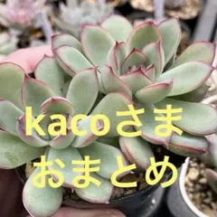 kaco様 リクエスト 4点 まとめ商品