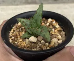 アロエ　カスティロニアエ　大株ビンテージ アロエ カスティロニアエ 大株ビンテージ