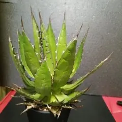 アガベ　ホリダのサムネイル