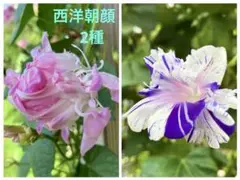 かまぼこ様 リクエスト 2点 まとめ商品