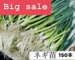 2026年最新】ネギ苗の人気アイテム - メルカリ