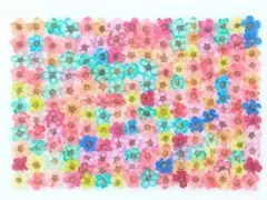 押し花 素材 訳あり コデマリ No.25