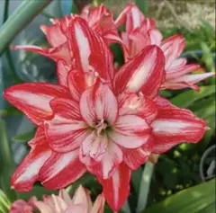 アマリリス　霞光（かこう）　蕾付きのサムネイル