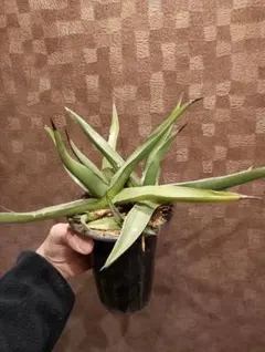 2025年最新】アガベ シャークスキンの人気アイテム - メルカリ