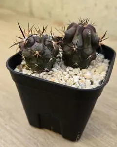 黒王丸 実生 鉢植えメルカリ便送料込み 2025年最新】黒王丸 実生の人気アイテム - メルカリ