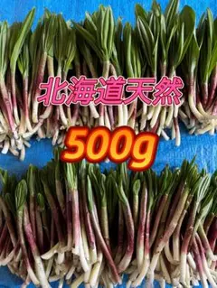 北海道産天然行者ニンニク。焼肉。お浸し。炒め物。ギフト。グルメ。野菜。山菜。朝取