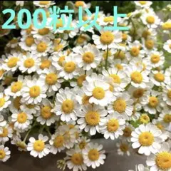 フィーバーヒュー　マトリカリア　200粒以上　一重咲き　花の種　ハーブの種