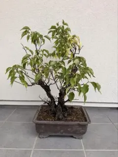 盆栽 梅　古木 趣のある一鉢のサムネイル