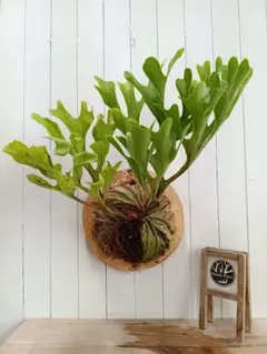 2025年最新】リドレイ ワイルドの人気アイテム - メルカリ