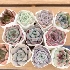 多肉植物　カット苗　寄せ植え　セット　詰め合わせ　エケベリア　韓国苗