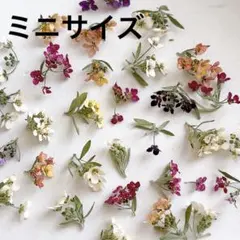 ミニサイズ！アリッサムドライフラワー