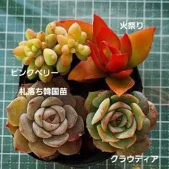 2025年最新】札落ち韓国苗の人気アイテム - メルカリ