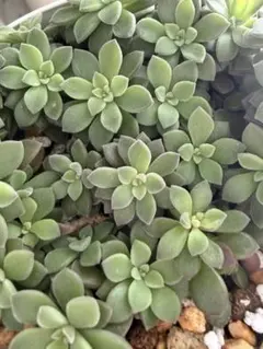 子持ち蓮華錦 鏡花 抜き苗 オロスタキス 多肉植物 - メルカリ