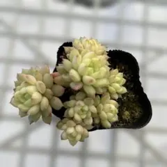 junkojam様 リクエスト 2点 まとめ商品