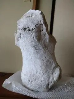クジラの骨