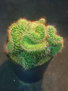 2026年最新】綴化サボテンの人気アイテム - メルカリ