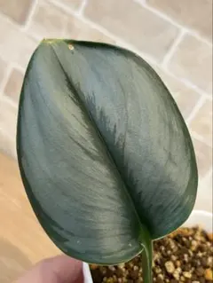 2026年最新】スキンダプサスの人気アイテム - メルカリ