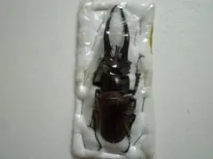 2026年最新】ミヤマクワガタ 標本の人気アイテム - メルカリ