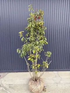 2026年最新】そよごの人気アイテム - メルカリ