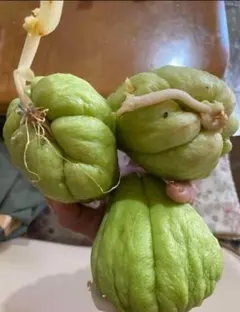 2026年最新】ハヤトウリの人気アイテム - メルカリ