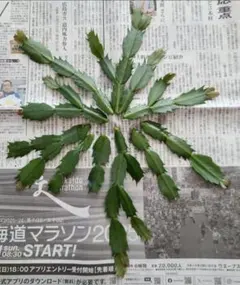シャコバサボテン　チノホワイト　挿し芽用葉　写真一枚目ぐらいのサムネイル