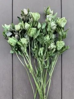 クリスマスローズ　ドライフラワー