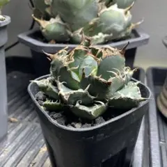 N*】様 アガベ　魔丸　親株