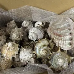 サザエ貝殻28個蓋30個 おまけ　ピカピカにしようと思って諦めたアワビとサザエ