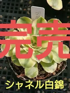 2026年最新】シャネル 多肉の人気アイテム - メルカリ
