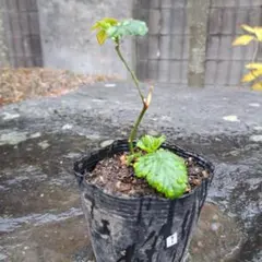 カジイチゴ(木苺)の苗の販売①