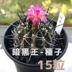 2025年最新】エリオシケの人気アイテム - メルカリ