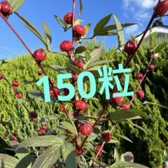 ローゼル種150粒増