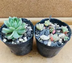 多肉植物 マッコス カット苗 10本 - メルカリ
