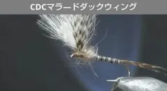 Item thumbnail for item f2668d70-de73-4554-b4b1-3c62ccad53a2